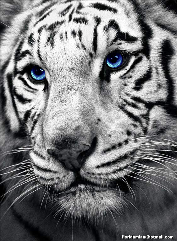 eyes of the tiger