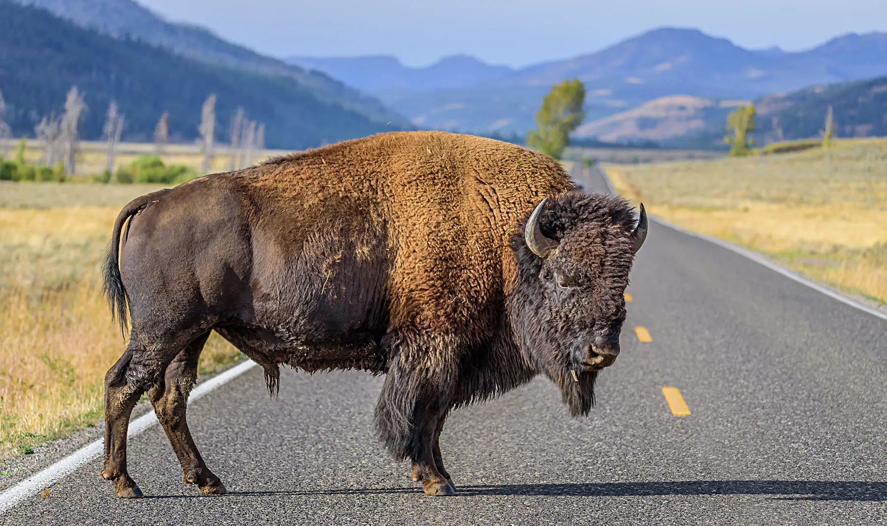 Bison sur la route