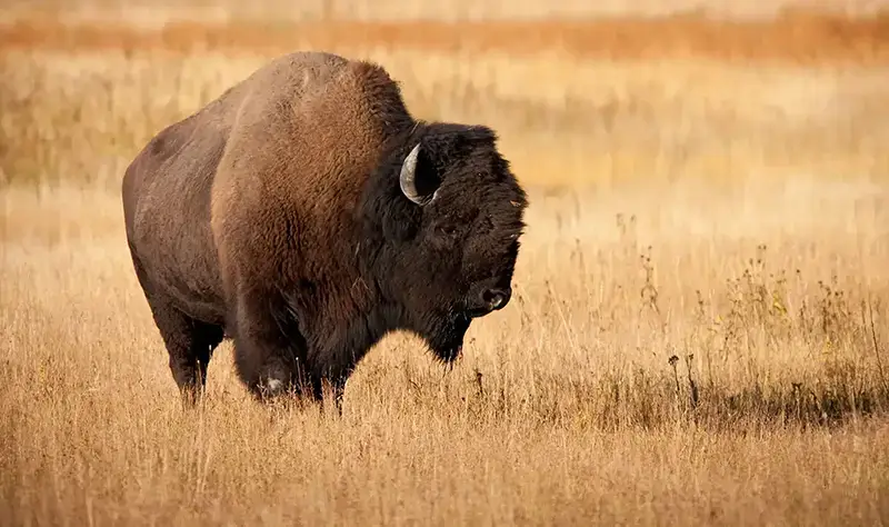 Bison dans les plaines de Yellowstone
