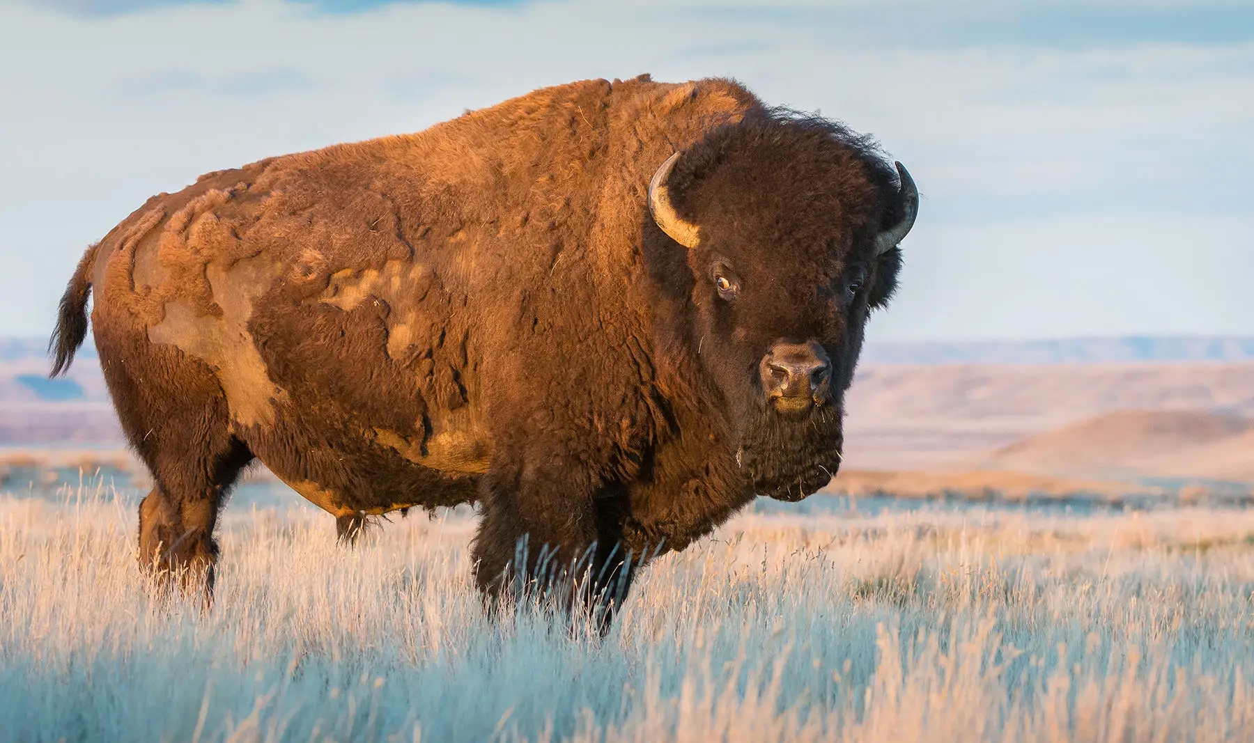 Face à face avec un bison