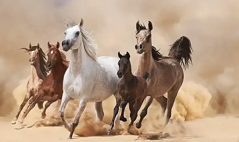 Cheval sauvage Mustang au galop