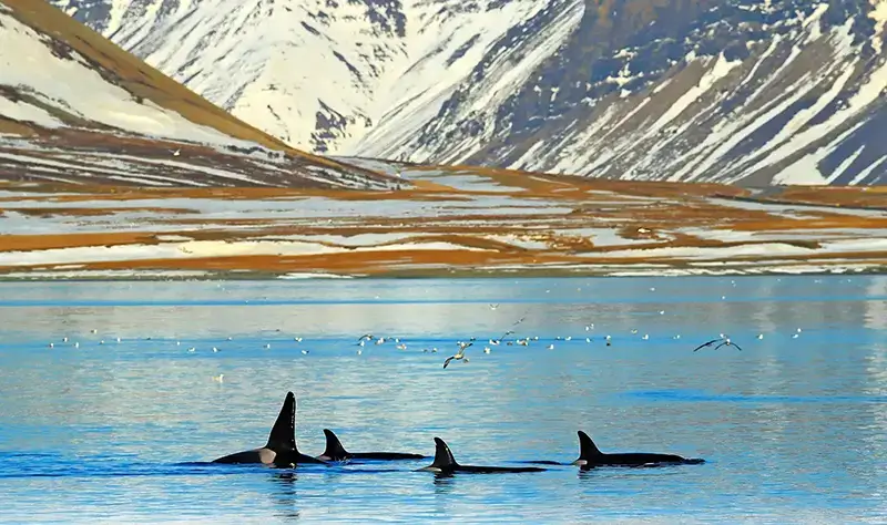 Orques sautant près de Vancouver