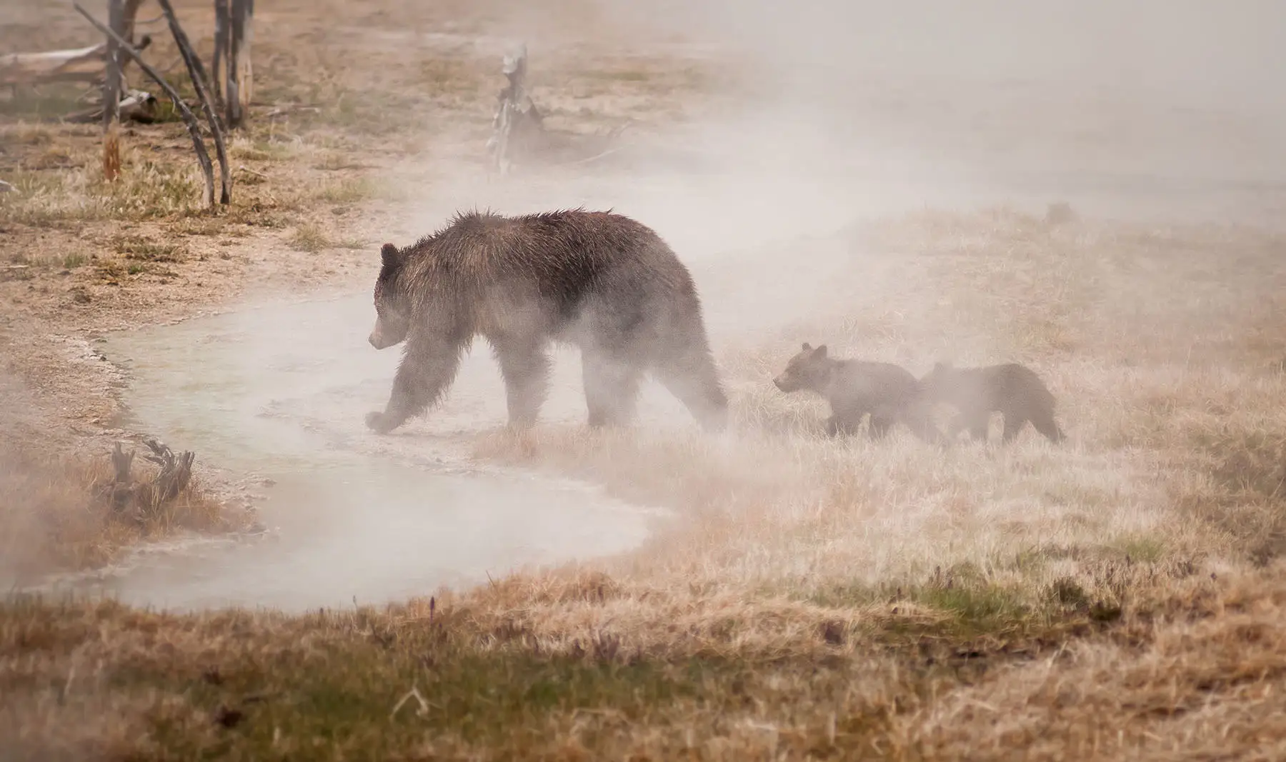 Ours à yellowstone