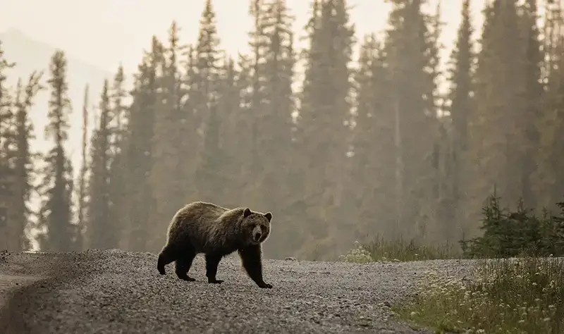 Ours marchant dans la nature