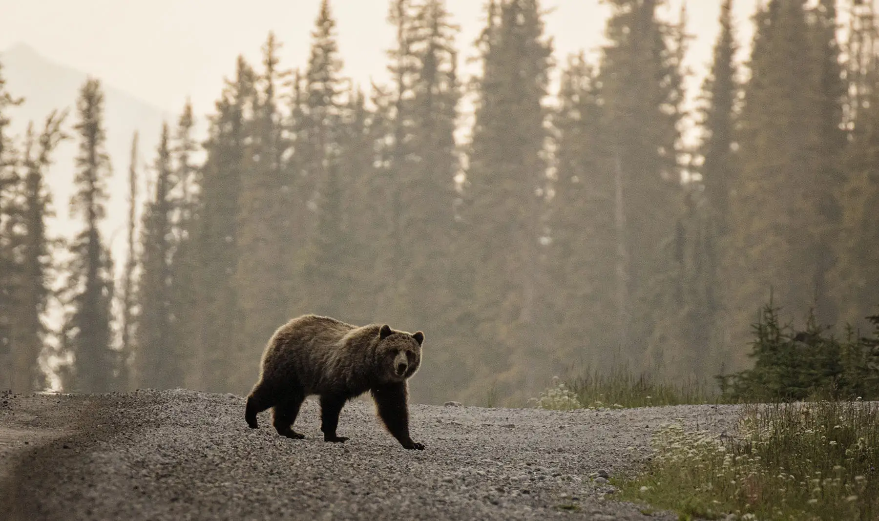 Ours sauvage traversant la route