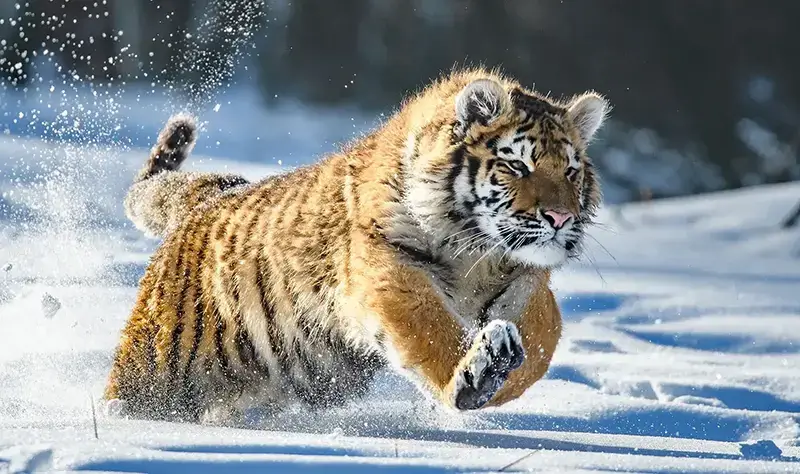 Tigre de Sibérie dans la neige