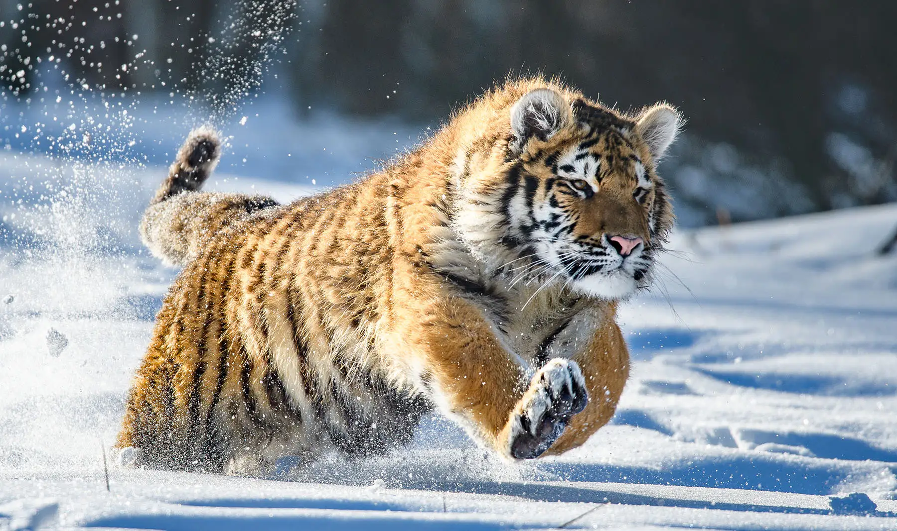 Attaque tigre dans la neige