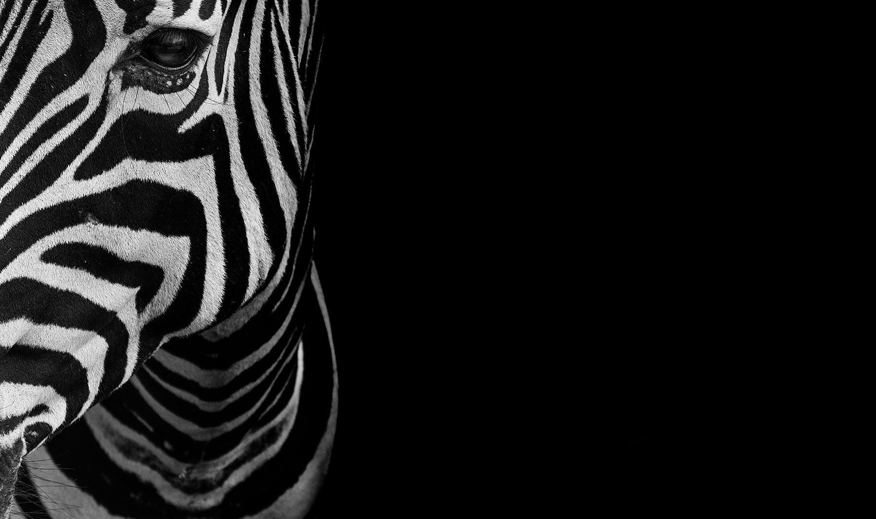 zebre sur fond noir